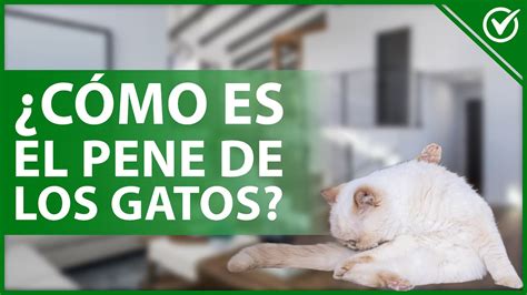 Cómo es el Pene de un Gato Anatomía y Curiosidades